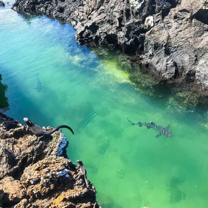 Isabela Island Galápagos Highlights | Andean Travel Experience Isabela Island Galápagos Highlights | Andean Travel Experience