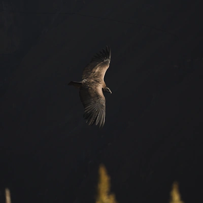 Andean condor soaring above the Colca Canyon in Peru | Andean Travel Experience Andean condor soaring above the Colca Canyon in Peru | Andean Travel Experience