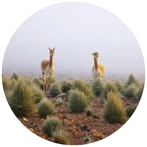 Peru Blog Peru Travel Agency | Andean Travel Experience Peru Blog Peru Travel Agency | Andean Travel Experience