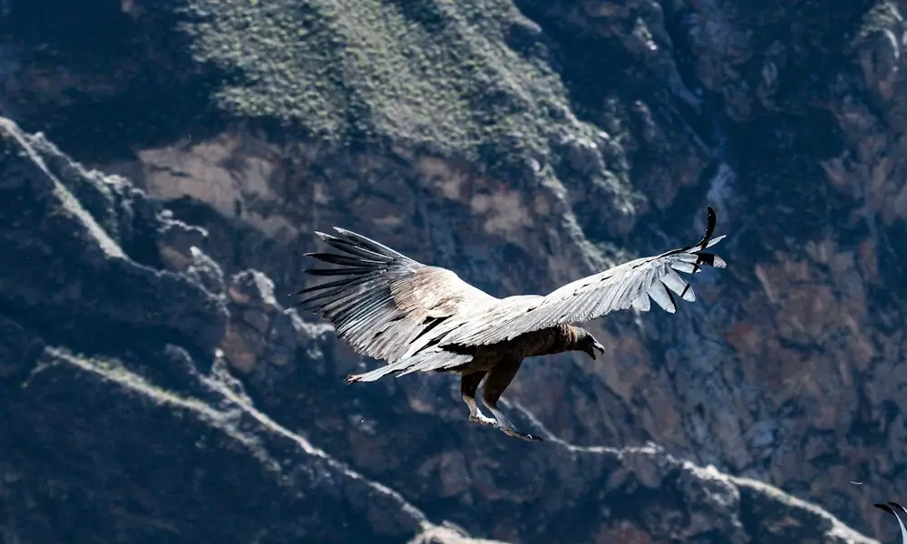 Majestic Andean condor soaring over Colca Canyon with vast mountainous landscape below | Andean Travel Experience Majestic Andean condor soaring over Colca Canyon with vast mountainous landscape below | Andean Travel Experience