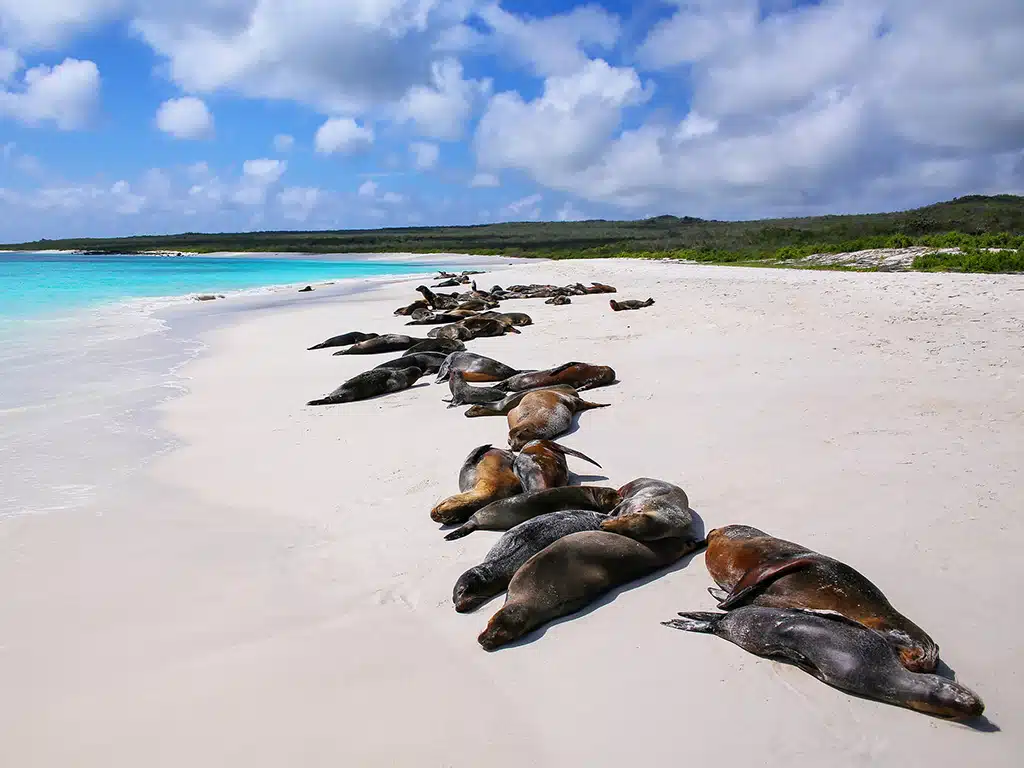 Española Island Wildlife Galápagos | Andean Travel Experience Española Island Wildlife Galápagos | Andean Travel Experience