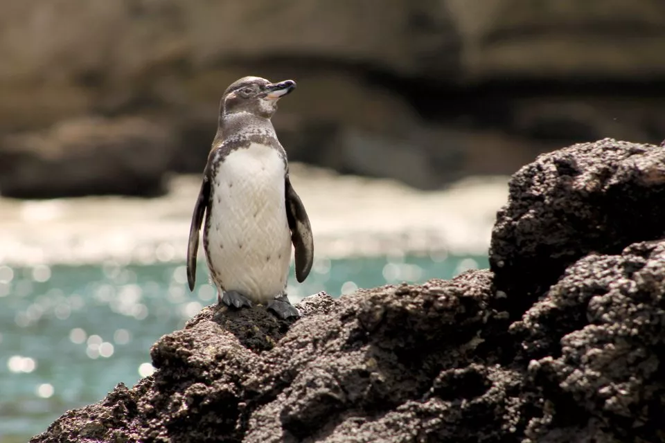 Genovesa Island Birdwatching Galápagos | Andean Travel Experience Genovesa Island Birdwatching Galápagos | Andean Travel Experience