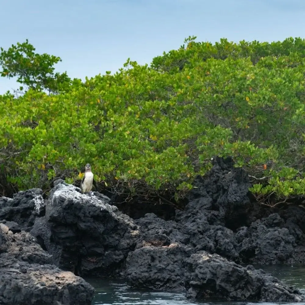 Galapagos Islands Ecuador Destination | Andean Travel Experience Galapagos Islands Ecuador Destination | Andean Travel Experience