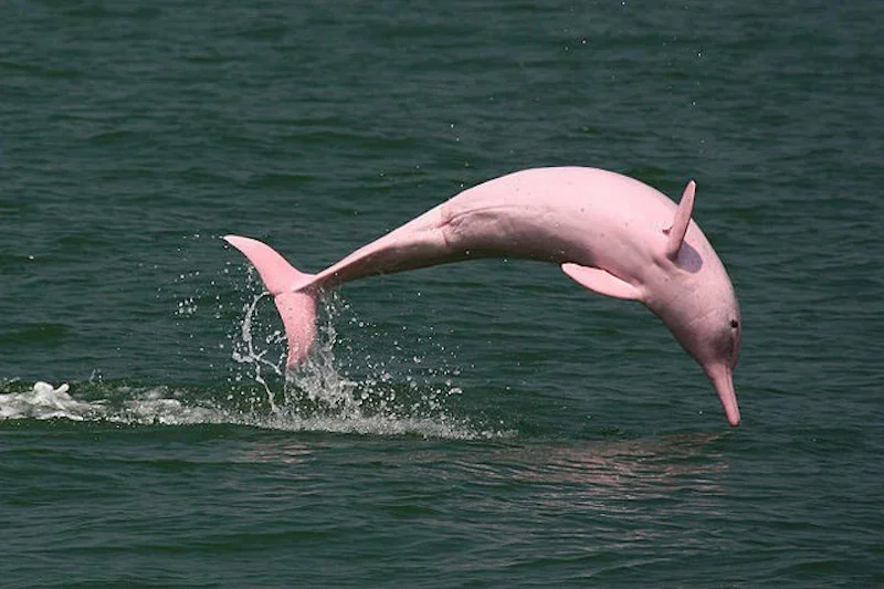 River Pink Dolphin jumping out of water Wildlife Peru | Andean Travel Experience River Pink Dolphin jumping out of water Wildlife Peru | Andean Travel Experience